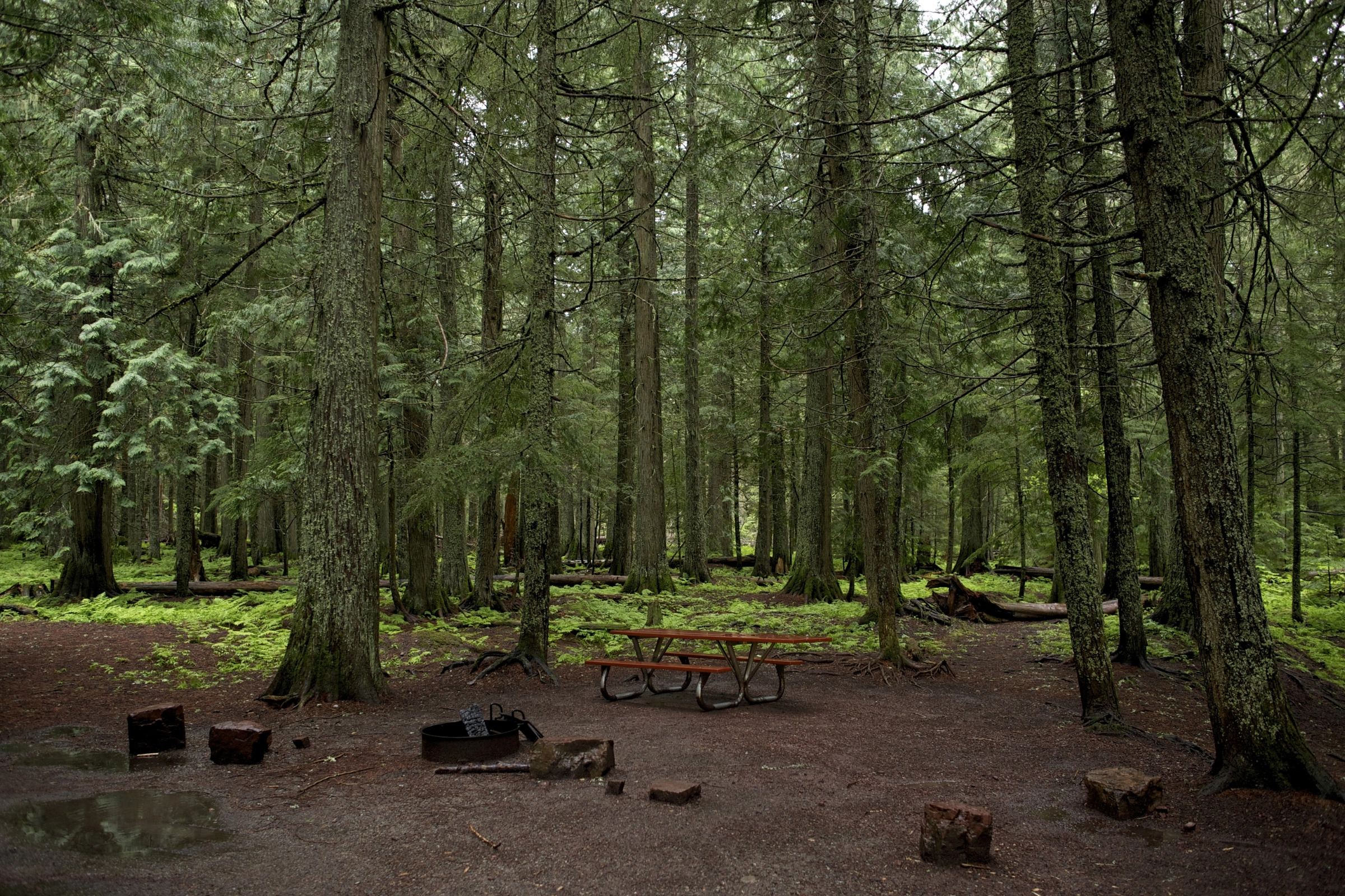 37_Mossy_Forest[1].webp
